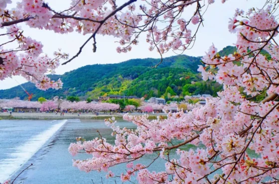 Japan Essentials – Budget-Friendly Package
