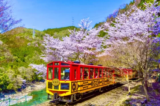 Japan Signature — Premium Package